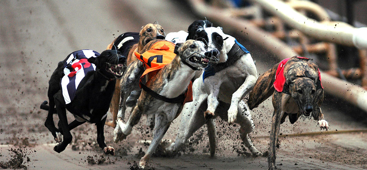 A pack of greyhound dogs racing