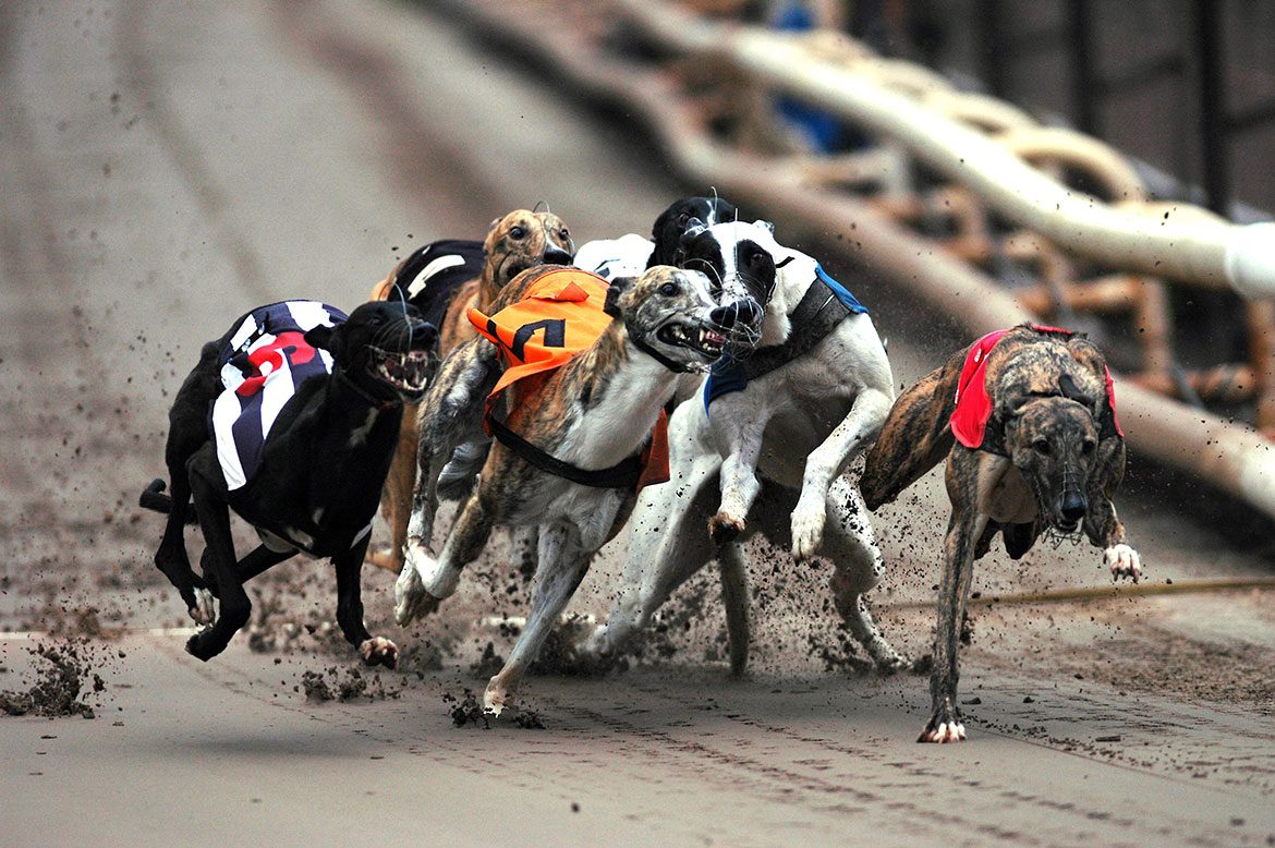 A pack of greyhound dogs racing
