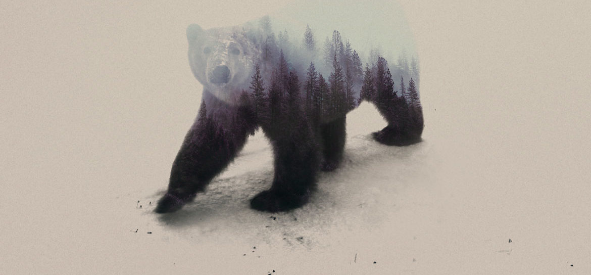 Polar Bear © Andreas Lie